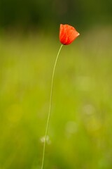 red poppy flower with blurred out bokeh background