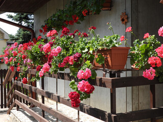 Fototapeta na wymiar blooming geraniums on the balcony