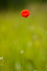 red poppy flower with blurred out bokeh background