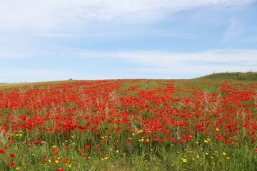 Poppy fields of West Pentire – England