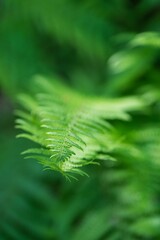 Fern leaf with pronounced depth of field effect and bokeh background