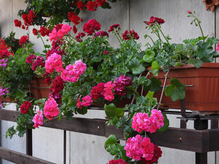 blooming geraniums on the balcony