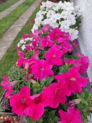 pink and white blooming petunias close up