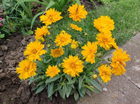 blooming coreopsis flowers in the garden