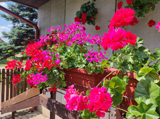 blooming geraniums on the balcony