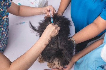 A veterinarian injects a shaggy poodle puppy with a 5 in 1 or rabies vaccine while a nurse keeps...