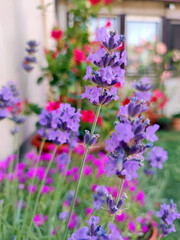 Obraz premium blooming lavender plant close up