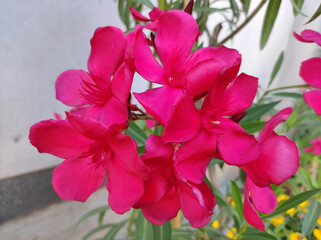 pink blooming oleander plant growing in the pot