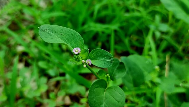 Beautiful Shot Of Punarnava Flower Ayurvedic Medicine Plant