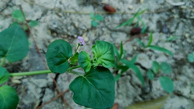 Beautiful Shot Of Punarnava Flower Ayurvedic Medicine Plant