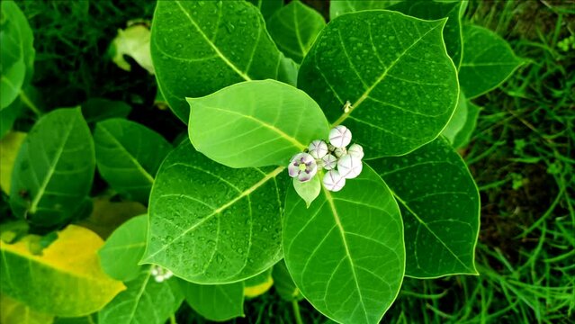Closeup Shot Of Safed Aak Flowers Selective Focus On Subject Background Blue