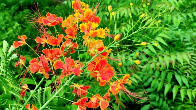 Selective Focus On Peacock Flower Plant Background Blue