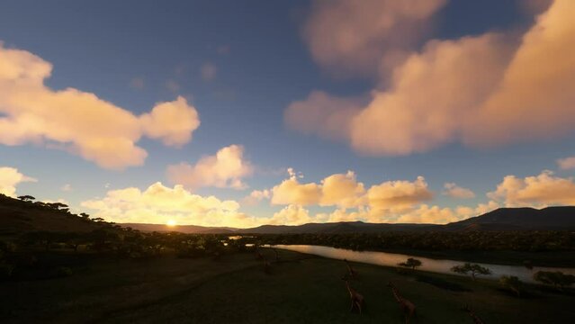 Herds of wild giraffes walking at sunset in Blue Nile, Ethiopia. Africa