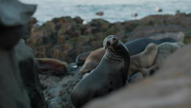 Selective focus of sealion resting near ocean in Southern California near San Diego.