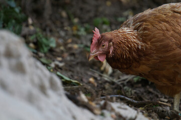 Freilaufendes Huhn im Zoo Vivaium Darmstadt