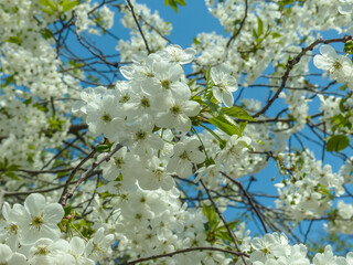 cherry tree blossom