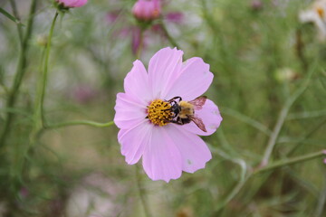 bee on cosmos