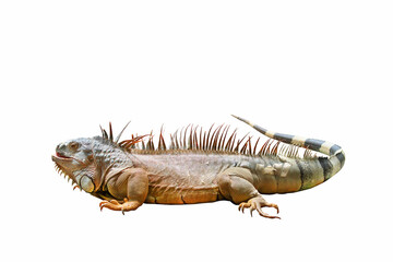 Beautiful iguana isolated on white background.