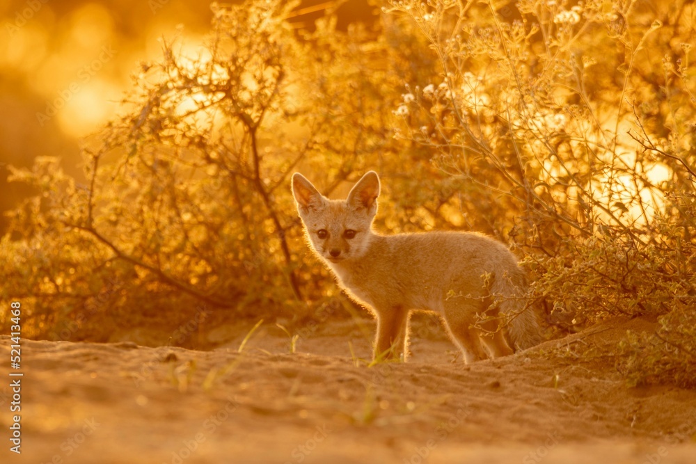 Sticker selective focus shot of cute fennec fox in the desert on blurry background of golden sunset