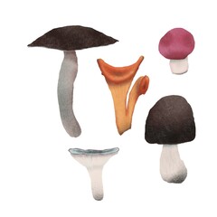 separated mushrooms handdrawn realistic