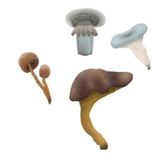 separated mushrooms handdrawn realistic
