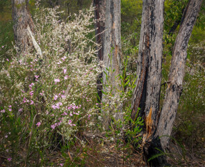 Australian wildflowers