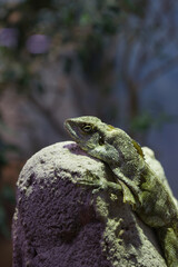 Eidechse im Zoo Vivarium Darmstadt