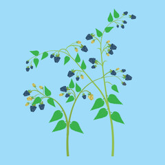 blackberry bush on a blue background