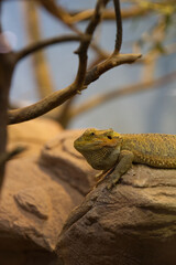 Eidechse im Zoo Vivarium Darmstadt