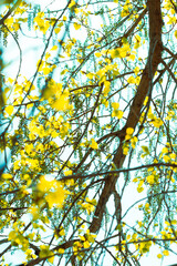 Hojas verdes brillantes de álamo sobre un lago tranquilo