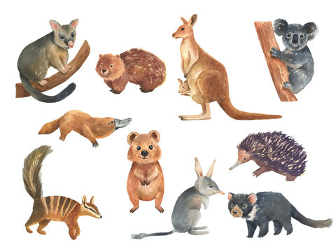 Set of Australian animals watercolor illustration isolated on white background. Cute hand drawn kangaroo, koala, bilby and quokka. Australia Day