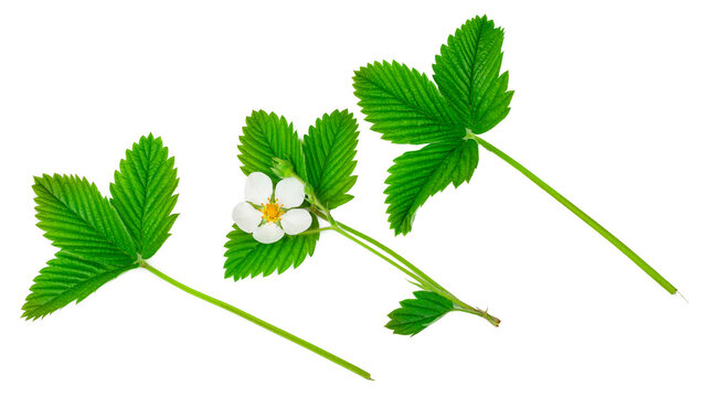 Strawberry flowers with green leaves isolated on a white background