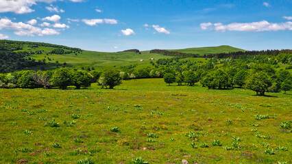 Plateau de l'Aubrac, Aveyron - France