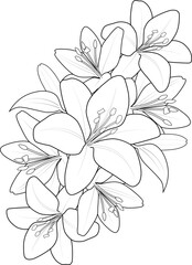 sketch of lily flower