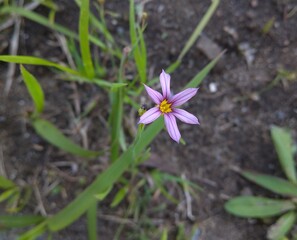 ニワゼキショウ