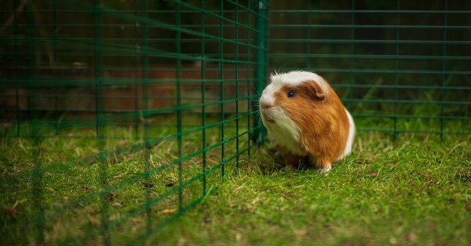 Closeup shot of an adorable guinea pig (Cavia porcellus) in a green cage