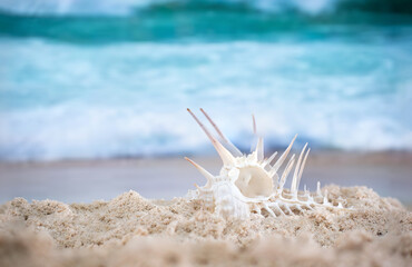 Fototapeta na wymiar Big sea shell on the sand on the beach with blur big sea wave in background, close up