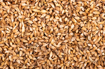 Utsho suneli seeds background. Trigonella caerulea or blue fenugreek. Top view.