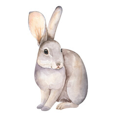 Watercolor baby hare isolated on white background. Cute woodland animal hand-painted illustration. Kids design
