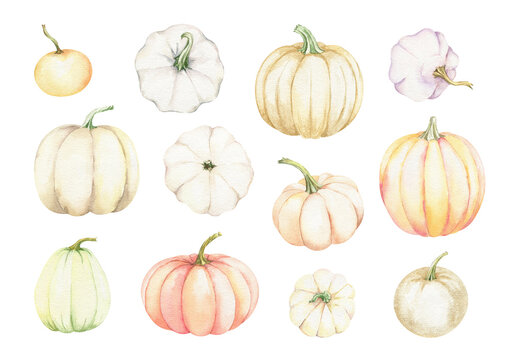 Watercolor pastel pumpkins set on white backdrop. Fall harvest clipart. Farm healthy food. Party decoration. Plant floral design. Hand painted illustration