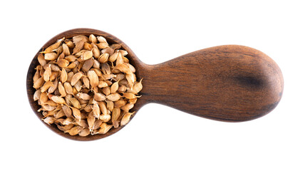 Utsho suneli seeds in wooden spoon, isolated on white background. Trigonella caerulea or blue fenugreek. Top view.