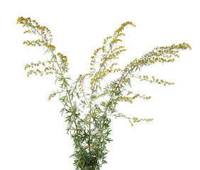 Artemisia vulgaris isolated on white background. Common mugwort flowers. Herbal medicine. Clipping path.