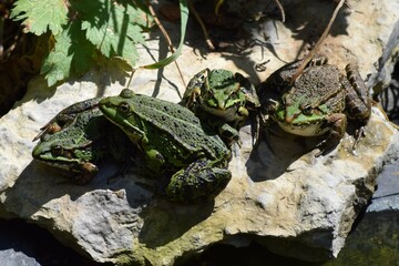 Frogs in the Midday sun