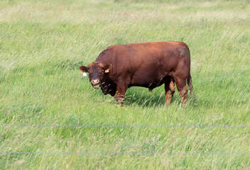 Beef cattle in a field. A single beef cow standing in a field. Taken in Alberta, Canada