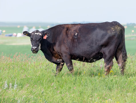 Beef cattle in a field. A single beef cow standing in a pasture. Taken in Alberta, Canada
