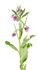 Fototapeta na wymiar Comfrey bush with flowers, isolated on white background. Symphytum officinale plant. Herbal medicine. Clipping path.