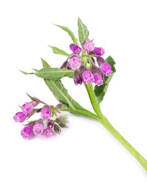Comfrey bush with flowers, isolated on white background. Symphytum officinale plant. Herbal medicine. Clipping path.