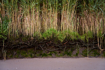 reed with visible roots next to a beach