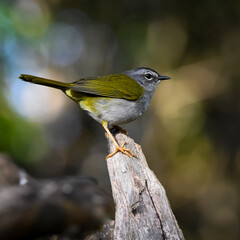 White-browed Warbler (Myiothlypis leucoblephara)