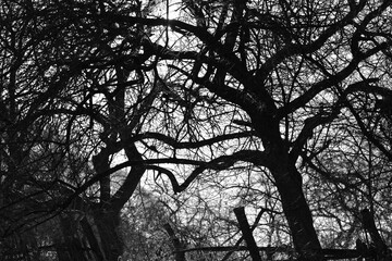 black and white silhouette of trees